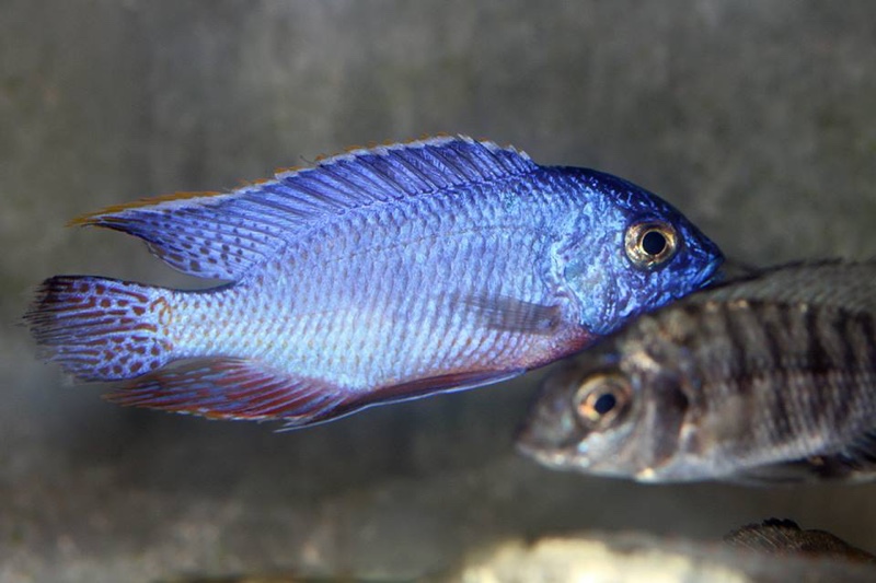 Protomelas taeniolatus 'Nkhata Bay'